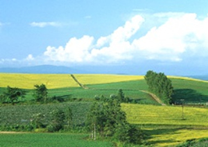 青空には白い入道雲がかかっています。広大な丘には芝が生い茂り、その間には細い道があり、それぞれの道の脇には木が数本立ち茂っています
