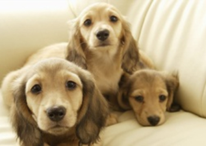 ミニチュアダックスフンドが３匹重なり合ってソファに寝そべっています。３匹とも黒目がちな瞳でカメラを見ています